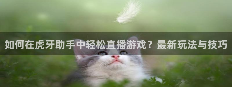 蜘蛛直播高清体育免费下载